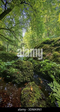 Una tranquilla foresta con pietre coperte di muschio e un piccolo ruscello sotto un baldacchino verde di foglie, la Sassonia Foto Stock