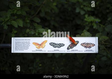 La farfalla dei fiori di passione (Heliconiinae) è una leggenda per la farfalla dei fiori di passione, la farfalla, Stoccarda, Baden-Wuerttemberg, Germania Foto Stock