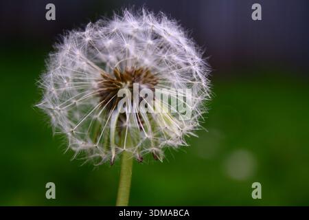 Un dente di leone semina Foto Stock