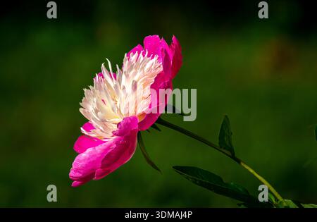 Primo piano di uno splendido fiore di peonia rosa e bianco che mostra delicati petali e colori vivaci su uno sfondo morbido. Foto Stock