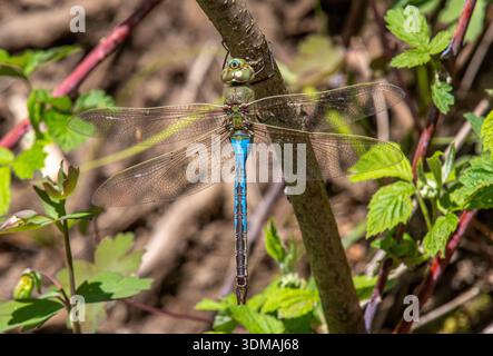 Una delle libellule più riconoscibili della regione, la Common Green Darner, che si trova in un'area boschiva senza macchia d'aria. Foto Stock