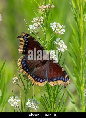 Farfalla del mantello in lutto (Nymphalis antiopa) con ali completamente estese, arroccata verticalmente in un ambiente naturale all'aperto. Foto Stock