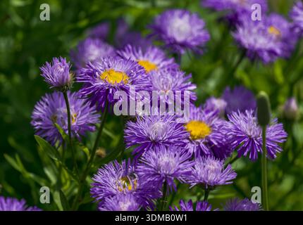 Fiori viola Needle Aster con un centro giallo che fiorisce in un giardino soleggiato. Vista ravvicinata. Foto Stock