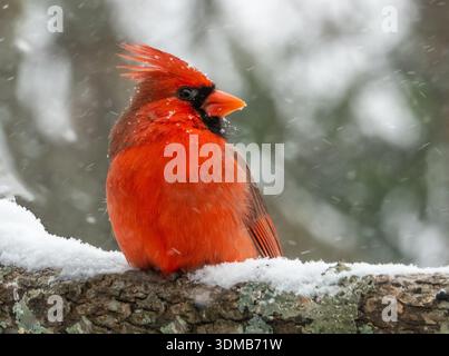 Un uccello cardinale maschile arroccato su un ramo di un albero in una tempesta di neve. Foto Stock