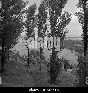 Kiev, RSS Ucraina, anni 1960 Una panoramica foto d'archivio in bianco e nero che cattura una vista panoramica del fiume Dnieper dalle pendici del parco Volodymyr Hill. Il paesaggio è splendidamente incorniciato da alti e sottili pioppi in primo piano, creando una composizione ritmica. In lontananza, l'iconico ponte pedonale Parkovy collega la città all'isola di Trukhaniv. Una piccola struttura di parco è parzialmente visibile sul fianco della collina. Questa pittoresca scena riflette la vegetazione lussureggiante e l'atmosfera tranquilla della capitale Ucraina prima della guerra. Foto Stock