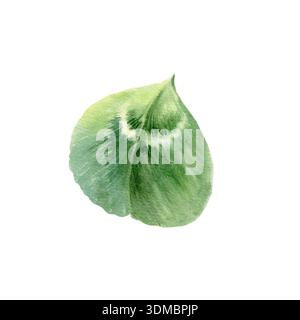 Singola foglia di shamrock a forma di cuore delicato, dipinta con un delicato acquerello verde. Affascinante simbolo del patrimonio irlandese e il giorno di San Patrizio per le feste Foto Stock