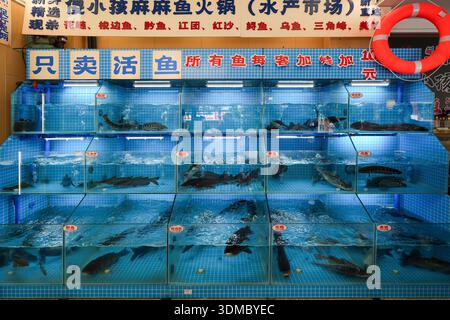 Pesce vivo in vasche di pesce in un ristorante, Kangding, prefettura di Garze, Sichuan, Cina. Foto Stock
