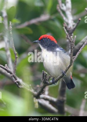 Flowerpecker (Dicaeum cruentatum) con schienale Scarlet, vista frontale verticale dell'uccello maschile con sfondo verde, Hong Kong, Cina Foto Stock