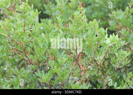 La Pistacia lentiscus è un arbusto divino sempreverde o piccolo albero del genere Pistacia originario del bacino del Mediterraneo Foto Stock
