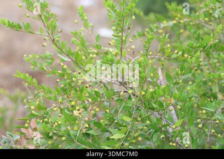 Frutti e foglie di Myrtus communis (vero mirto) Foto Stock