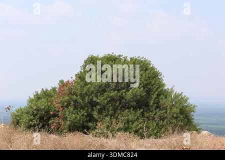 La Pistacia lentiscus è un arbusto divino sempreverde o piccolo albero del genere Pistacia originario del bacino del Mediterraneo Foto Stock