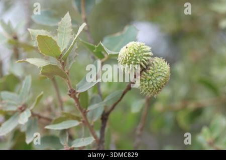 Quercus coccifera è un cespuglio di quercia nella sezione Ilex del genere Foto Stock