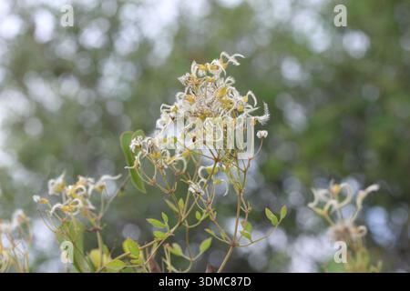 Fiori di una clematis selvatica, un genere di circa 380 specie della famiglia delle buttercup, Ranunculaceae. Foto Stock