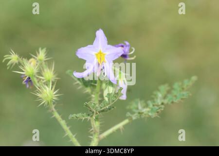 Il Solanum virginianum è una pianta medicinale utilizzata principalmente in India Foto Stock