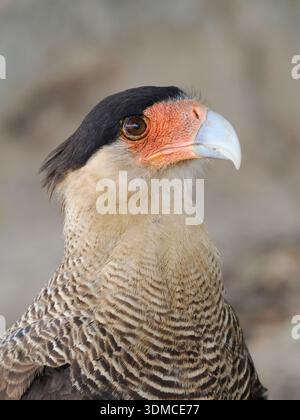 Caracara Crested meridionale (Caracara plancus) primo piano di testa e collo, Pantanal, Brasile, ottobre Foto Stock