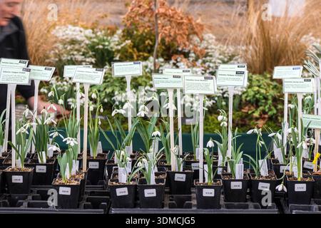 Nevicate in pentole al RHS London 2014 Foto Stock