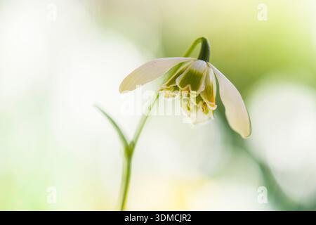 Galanthus 'Hippolyta', pista compatta a doppia fioritura presso lo stabilimento RHS di Londra e la fiera del design 2014 Foto Stock