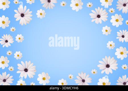 Cornice floreale di primavera con spazio per testo al centro di fiori cosmo bianco, dahlias, osteospermum. Biglietto d'auguri floreale. Auguri per la festa della mamma, buona Pasqua, 8 marzo, buon compleanno Foto Stock