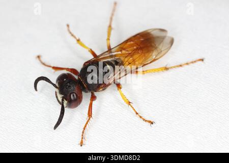 Il lupo pecorino europeo, Philanthus triangulum, noto anche come la vespa da api killer o il mangiapapi. Vista dall'alto di un campione adulto. Foto Stock