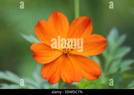 Primo piano di un vivace fiore di cosmo arancione in piena fioritura con un morbido sfondo verde, catturato all'aperto con luce naturale nello Sri Lanka. Foto Stock