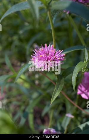 Primo piano sull'infiorescenza viola di Gomphrena globosa Foto Stock