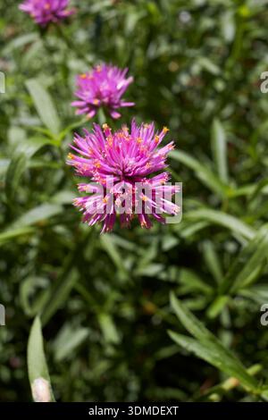 Primo piano sull'infiorescenza viola di Gomphrena globosa Foto Stock
