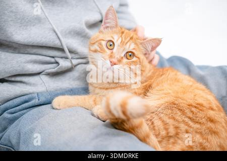 Gatto zenzero lecca sulle ginocchia del ragazzo. Foto Stock