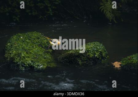 Coda d'alga grigia (Motacilla cinerea) su una pietra muschiata sopra un fiume nella Svizzera sassone Foto Stock