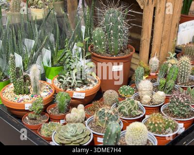 Selezione di cactus in vaso e succulente in mostra in un centro giardino, che mostra forme, texture e dimensioni diverse di piante da interno. Foto Stock