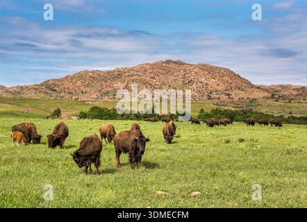 Una piccola mandria di bisonti americani, spesso chiamati Buffalo, si nutrono in una prateria sotto le aspre montagne di Wichita in Oklahoma. Foto Stock