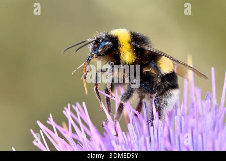 Vista macroscopica di un Bumblebee dalla coda buffa (Bombus terrestris) che si forgia su un fiore di cardo viola in un prato di Cipro. Foto Stock