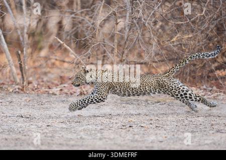 Leopard Cub (Panthera pardus) che corre nel South Luangwa National Park, Zambia Foto Stock