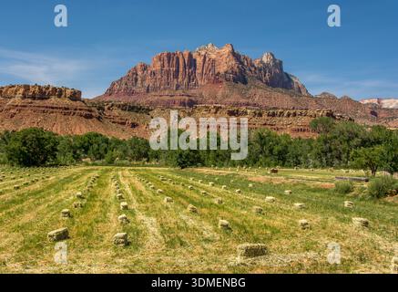 Una bella e abbondante raccolta di bails di fieno in una lussureggiante valle verde, sotto l'aspro paesaggio dello Utah meridionale. Foto Stock