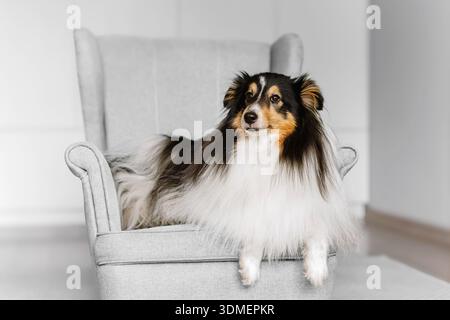 Soffice scaffale bianco e nero zibellino, il cane da pecora delle shetland si trova su una poltrona bianca in un moderno interno piatto. Piccolo collie carino e attento, lassie d Foto Stock