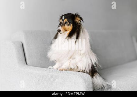 Soffice scaffale bianco e nero zibellino, il cane da pecora delle shetland si trova su una poltrona bianca in un moderno interno piatto. Piccolo collie carino e attento, lassie d Foto Stock
