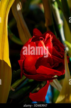 Una foto ravvicinata di una rosa rossa vivace, la Garden Rose Variety, annidata tra fogliame ingiallito Foto Stock