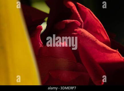 Una foto ravvicinata di una rosa rossa vivace, la Garden Rose Variety, annidata tra fogliame ingiallito Foto Stock
