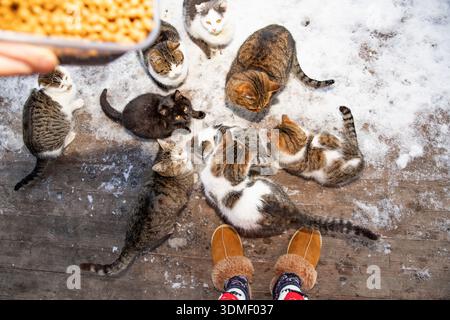 Gruppo di gatti affamati in attesa di cibo all'aperto sulla vista dall'alto del terreno innevato Foto Stock