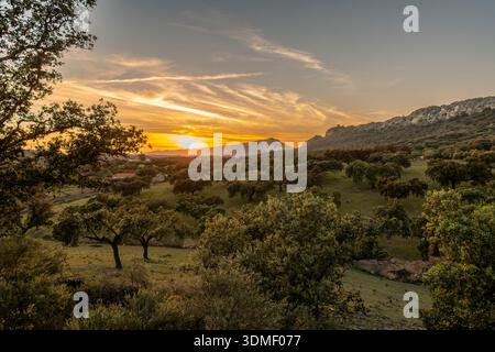 Tramonto sul paesaggio di Dehesa nel Parco Nazionale di Monfragüe, Spagna Foto Stock