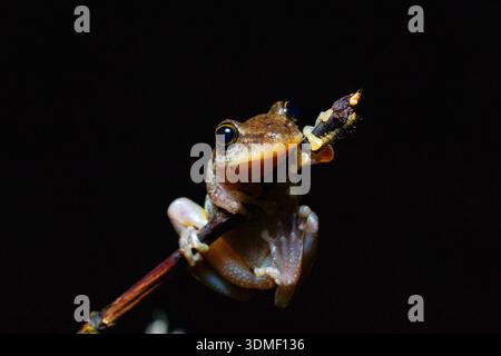 Rana piovana (Pristimantis) sulla diramazione, Ecuador Foto Stock