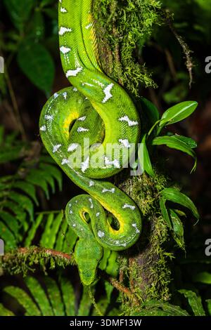 Boa di smeraldo (Corallus caninus), Amazzonia ecuadoriana, Ecuador Foto Stock
