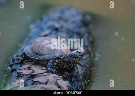 Tartaruga d'acqua dolce che riposa su un tronco in habitat naturale delle paludi Foto Stock