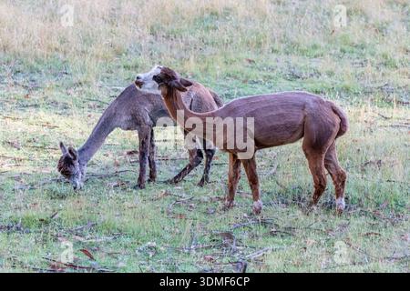 Fotografia di due alpaca bruni appena tagliati che pascolano sull'erba verde in una giornata di sole in un campo agricolo nelle Blue Mountains in Australia Foto Stock