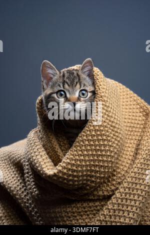 il gattino tabby british shorthair sbircia da sotto una coperta guardando curiosamente la macchina fotografica Foto Stock