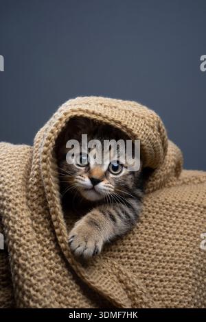 il gattino tabby british shorthair sbircia da sotto una coperta guardando curiosamente la macchina fotografica Foto Stock