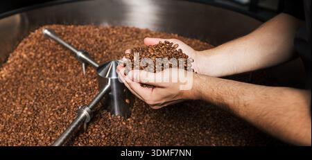 Primo piano e dettaglio di mani maschili che tengono con cura i chicchi di caffè Foto Stock
