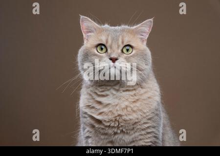 gatto shorthair britannico ombreggiato blu con occhi verdi, guance rotonde e pelliccia soffice che guarda la fotocamera Foto Stock