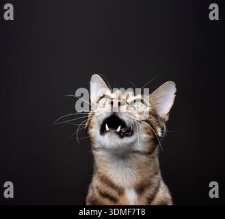 gatto del bengala dall'aspetto divertente, con bocca larga, girato in studio su sfondo marrone Foto Stock