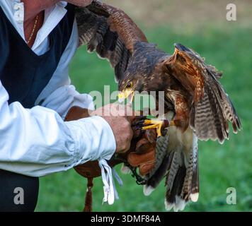 Falconiere che tiene il falco che si nutre con i guanti Foto Stock