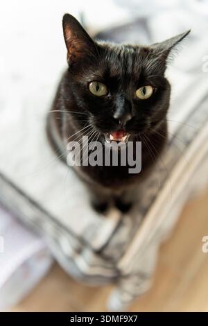 Il gatto nero siede sul letto e si mescola Foto Stock